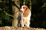 CAVALIER KING CHARLES 752
